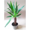39934 yucca elephantipes juka obrovska