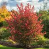 blyskavka-photinia-red-robin-stalezeleny-ker-zivy-plot-zc-smaragd.png