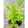 40005 6 ptaci zob vejcitolisty aureum ligustrum ovalifolium aureum