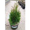 Thuja occidentalis 'Smaragd' (Túje/Zerav západní)