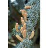 40029 2 cedr atlantsky glauca cedrus atlantica glauca