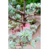40029 3 cedr atlantsky glauca cedrus atlantica glauca