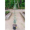 40029 5 cedr atlantsky glauca cedrus atlantica glauca