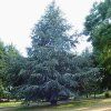cedrus atlantica glauca