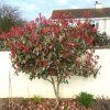 photinia x fraseri louise