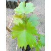 40095 vinna reva prim bila vitis vinifera prim