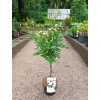 40107 2 ruze stromkova topolina bila 40 cm kminek