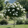 Růže stromková 'Topolina' – bílá, 40 cm kmínek