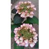 40113 3 hortenzie velkolista charm hydrangea macrophylla charm