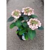 40113 5 hortenzie velkolista charm hydrangea macrophylla charm