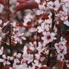 prunus x cistena kvet