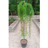 40122 3 larix kaempferi boring weeper modrin japonsky 120km