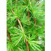 40122 5 larix kaempferi boring weeper modrin japonsky 120km