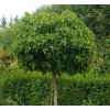 liquidambar styracifluagum ball kh a 60 195.2