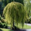 larix