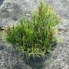 Borovice kleč 'Pumilio' (Pinus mugo 'Pumilio')
