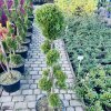 Zerav západní 'Smaragd' – bonsajový tvar (Thuja occidentalis 'Smaragd' BONSAI) – stálezelený topiar