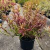 Trojpuk něžný 'Variegata' (Deutzia gracilis 'Variegata')