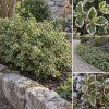 euonymus fortunei emerald gaiety brslen kolaz