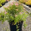41246 tavolnik japonsky little princess spiraea japonica little princess