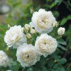Růže keřová velkokvětá 'Korbin' – bílá (Rosa 'Korbin')