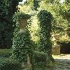 Břečťan popínavý 'Erecta' (Hedera helix 'Erecta')