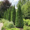 Thuja plicata 'Can-Can'