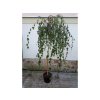 Bříza bělokorá 'Youngii' (Betula pendula 'Youngii') na kmínku 180 cm