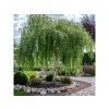 Bříza bělokorá 'Youngii' (Betula pendula 'Youngii') na kmínku 180 cm