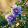 ibisek syrsky hibiscus syriacus blue chiffon modrofialove plnokvete kvety
