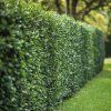 Ptačí zob vejčitolistý (Ligustrum ovalifolium)