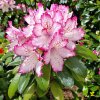 Pěnišník 'Hachmann´s Charmant' (Rhododendron 'Hachmann´s Charmant')