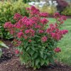 Spiraea bumalda ‚Dart’s Red‘ – tavolník se sytě růžovočervenými květy a tmavě zelenými listy v zahradní výsadbě.