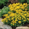 Aurinia saxatilis (syn. Alyssum saxatile) ‘Gold Cushion’