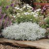 Rožec plstnatý (Cerastium tomentosum)