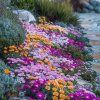 Kosmatec ‘Sunrise’ (Delosperma ‘Sunrise’)
