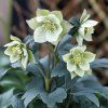 Čemeřice černá (Helleborus niger)
