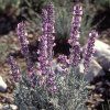 Levandule lékařská ‘Rosea’ (Lavandula angustifolia ‘Rosea’)