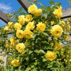 Růže pnoucí (Rosa ‘Golden Showers’) je oblíbená odrůda s velkými, sytě žlutými květy,