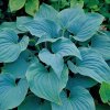 Bohyška Sieboldova ‘Elegans’ (Hosta sieboldiana ‘Elegans’) je robustní a vytrvalá trvalka oblíbená zejména pro své velké, modrozelené, srdčité listy se silnou žilnatinou.