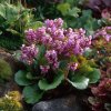 bergenia cordifolia bergenie srdcita zc smaragd stalezelena trvalka ruzove kvety