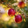 jablon allegro zrale plody na stromku