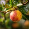 jablon telse m26 podzimni odruda oranzovo cervene plody s teckami