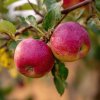 jablon camelot m9 zimni odruda cervene plody skladovani 1