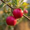 jablon gala decarli fendeca m9 podzimni odruda sladke cervene plody