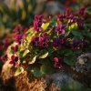 violka viola sororia rubra cervenofialove kvety v skalce