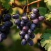 vinna reva vitis vinifera black pearl hrozen tmavych bobuli na vinicni reve