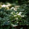 pachysandra terminalis variegata panasovane listy stalezelenne pudopokryvne rostliny ve stinu
