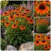Třapatkovka - Echinacea ' Lacota Orange'
