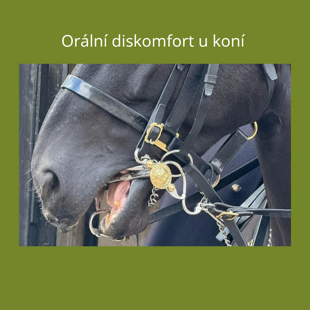 Orální diskomfort u koní - když problém není ve výcviku, ale v nepohodlí